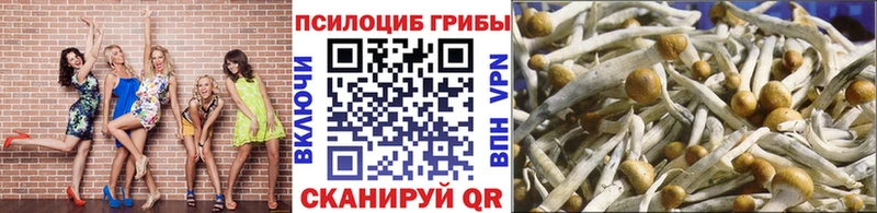 закладка  Усинск  Псилоцибиновые грибы Psilocybe 
